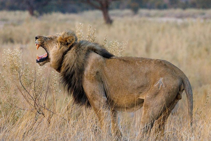 Namibia: ein Land der Extreme und atemberaubender Schönheit. von Patrick Fotografeert