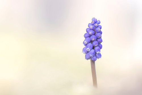 Blue grape soft shades