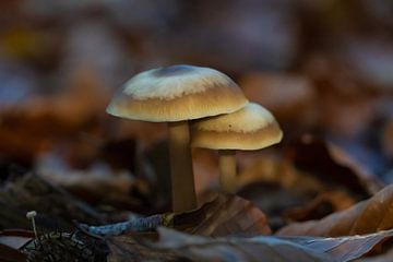 Botercollybia in het bos. van Jan Van Bizar