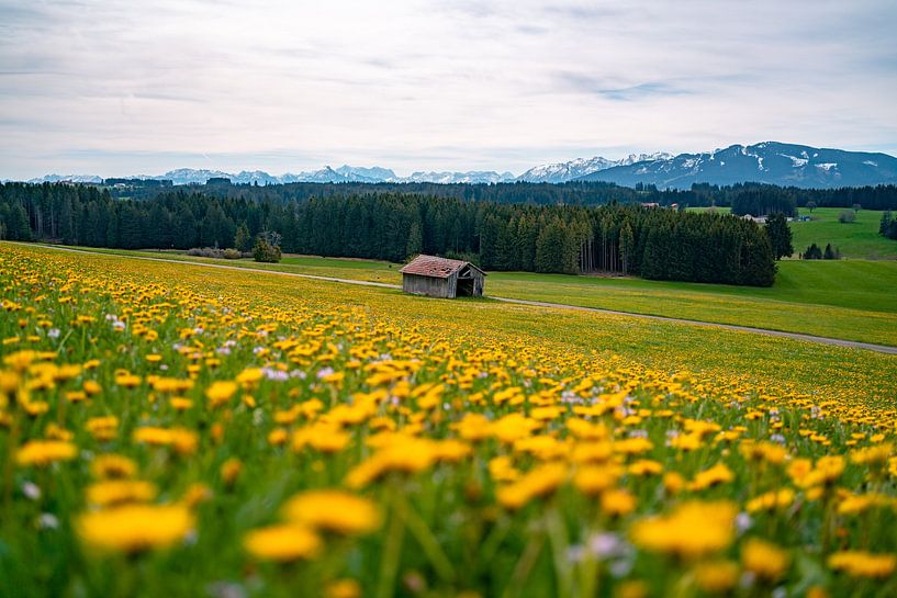 Spring view of the Zugspitze &amp; Ostallgäu with dandelion by Leo Schindzielorz