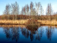 Ostroher Moor