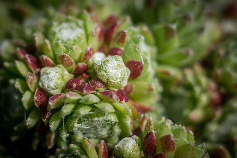 Vetplant van Geert-Jan Timmermans