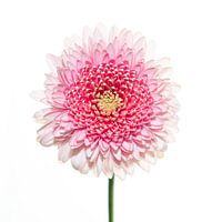 Pink flower