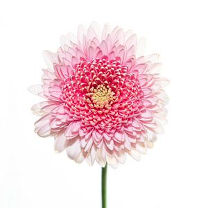 Pink flower