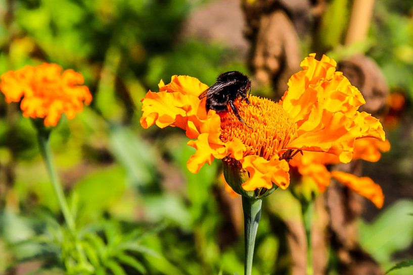 Hummel trifft Blume von Lukas Coenraats