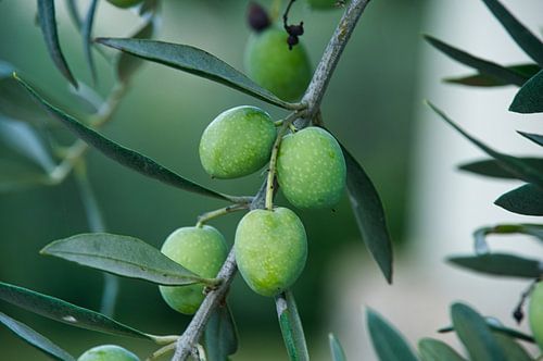 Les olives en Provence