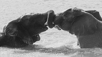 Verstrengelde olifanten  in zwartwit (1) van Lennart Verheuvel