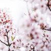 Les arbres fleurissent 3 | Le printemps est dans l'air sur Ratna Bosch