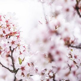 Bloesem aan de bomen 3 | Lente is in de lucht van Ratna Bosch
