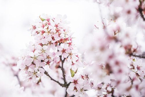 Blossom on the trees 3 | Spring is in the air