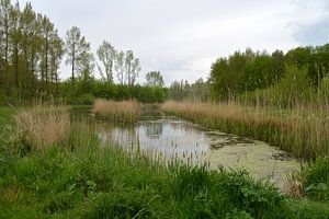 Ven dans le Dordtse Biesbosch