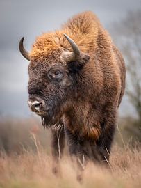 Bison du maashorst sur Maurice Bachman