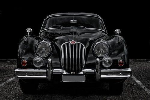 Britse zwarte grote kat