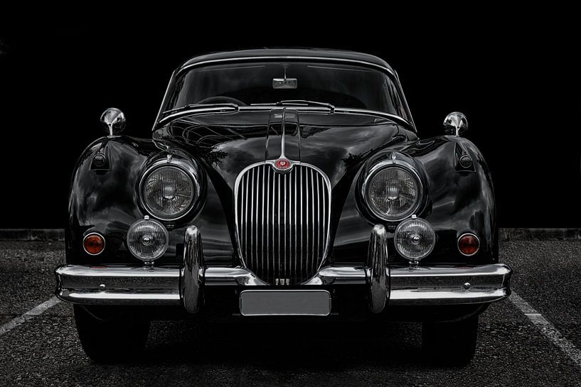 british black big cat by Joachim G. Pinkawa