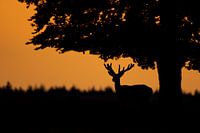 Deer at sunset