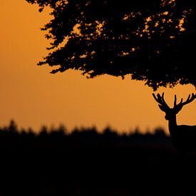 Hirsche bei Sonnenuntergang von Berdien van Drogen