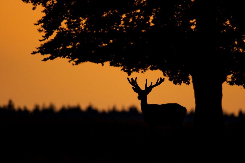Deer at sunset by Berdien van Drogen
