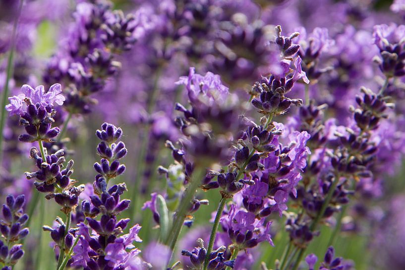 Lavenderfield von Tessa Louwerens