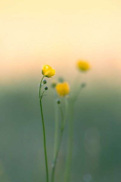 Minimalist buttercups in the morning dew by Angelique van Esch