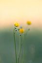 Minimalist buttercups in the morning dew by Angelique van Esch thumbnail