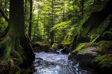 La forêt mystique des Vosges sur Tanja Voigt