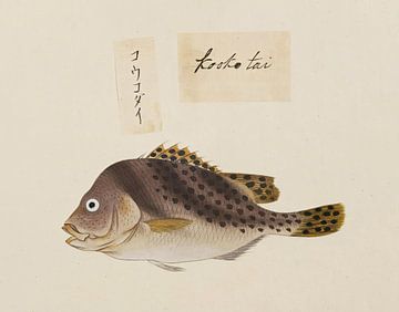 Gaterin cinctus, Kawahara Keiga van Fish and Wildlife