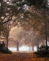 Foggy avenue of trees