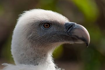 Vale Vulture : Animal Park Amersfoort by Loek Lobel