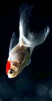 Goldfish