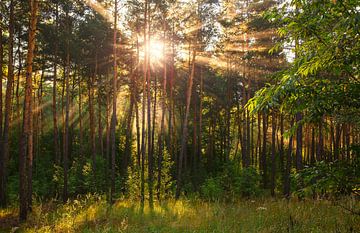 Zonnige ochtend in het bos van Mykhailo Sherman