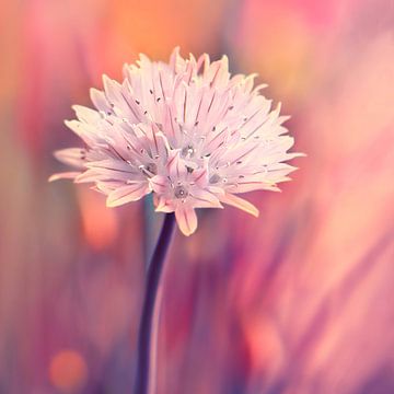 Chive blossom by Violetta Honkisz