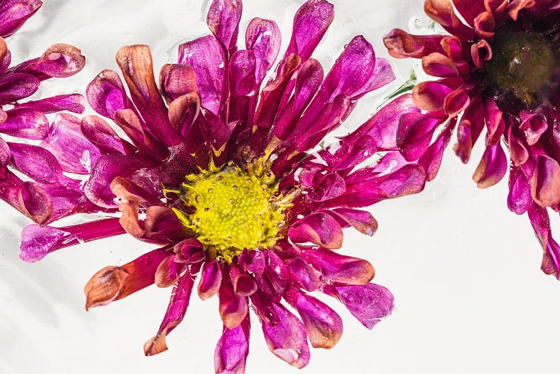 Pink chrysanthemum in ice 1 by Marc Heiligenstein