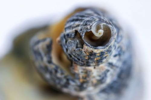 Gehäuse einer Wellhornschnecke