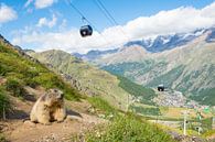 Alpine marmot with in the background Saas Fee and the cable car by Elles Rijsdijk thumbnail