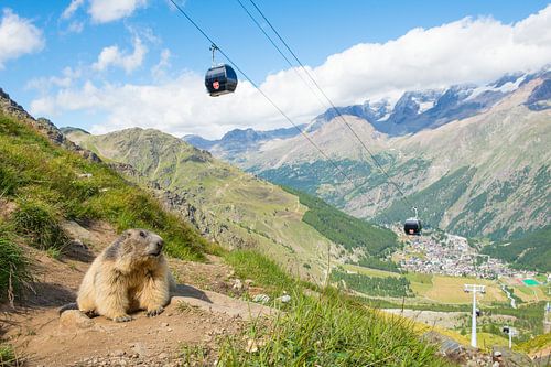 Alpenmurmeltier mit im Hintergrund Saas Fee und die Seilbahn
