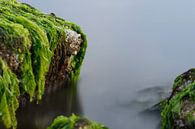Zeewier groen 7 van Albert Wester Terschelling Photography thumbnail