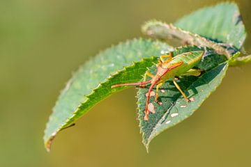 Groene kever die op een blad zit te zonnen van Mario Plechaty Photography