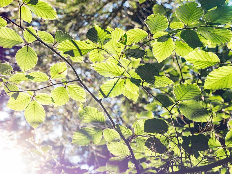 the latest shades of green by snippefotografie