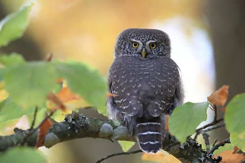 Dwergooruil, Zwabische Alpen, Baden-Württemberg, Duitsland