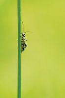 fine longhorn beetle - Oedemera nobilis