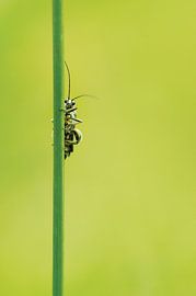 fine longhorn beetle - Oedemera nobilis by Margriet Louwen