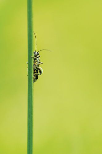 fraaie schijnboktor - Oedemera nobilis