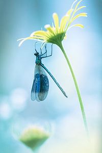 Matin romantique : demoiselle des prés dans les premiers rayons du soleil&quot ;