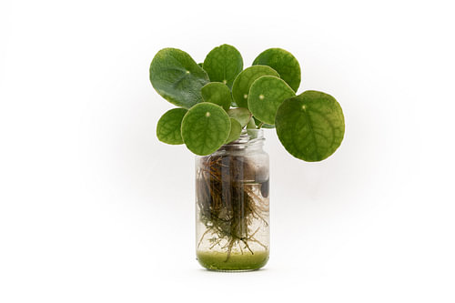 Pilea peperomioides in glass