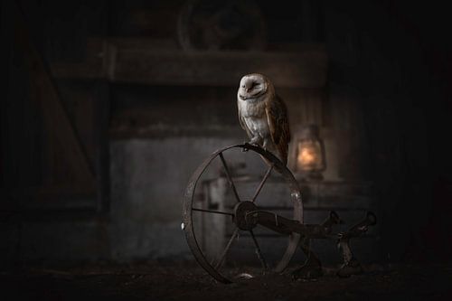 Kerkuil in een oude schuur