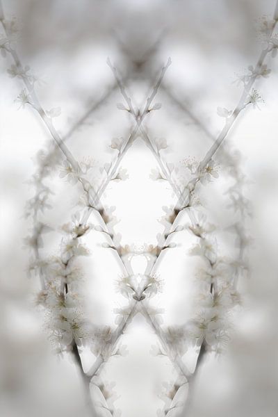 printemps par Ingrid Van Damme fotografie