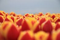 Tulip Flames van Marcel van Rijn thumbnail