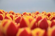 Tulip Flames by Marcel van Rijn thumbnail