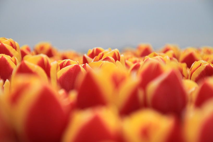 Tulpen Flammen von Marcel van Rijn