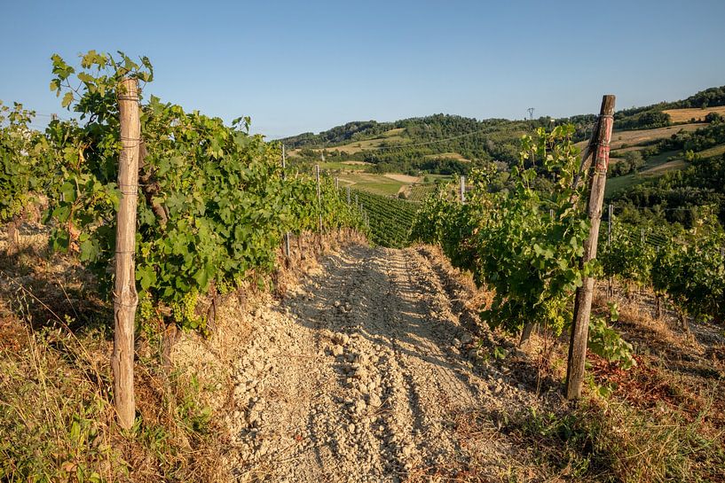 Wine field (vines) in Costa Vescovato, Piemonte, Italy by Joost Adriaanse